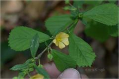 Sida rhombifolia subsp. retusa